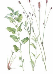 Great Burnet by Lightfoot